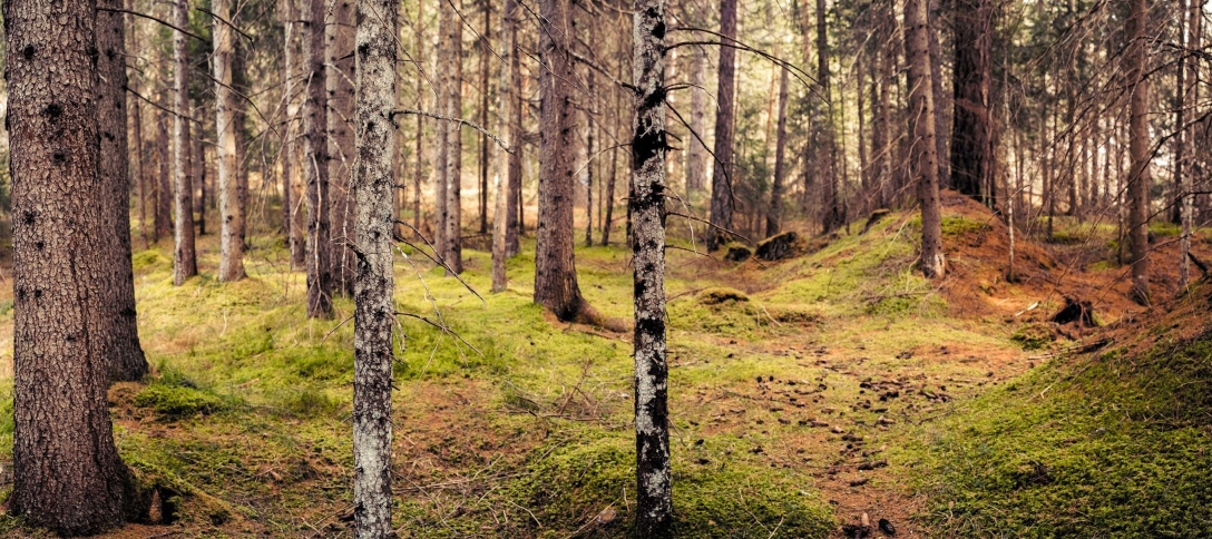 A panoramic photograph of the woods surrounding Cortina d'Ampezzo, Dolomites, Italy